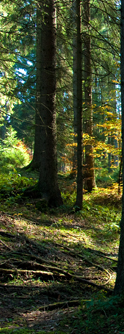 Wald